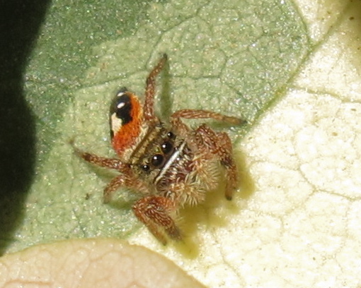 (Male) Jumping Spider