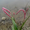 Smartweed