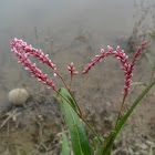 Smartweed