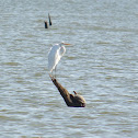 Great Egret