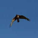 Red-tailed Hawk
