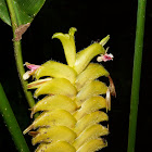 Platanilla