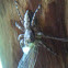 Large Diamond-backed Jumper