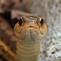 Eastern Garter Snake