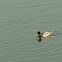 Mallard