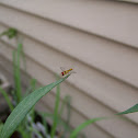 Syrphid Fly