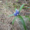 Narrow-Leaved Gentian