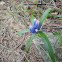 Narrow-Leaved Gentian
