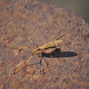 Large Crane Fly