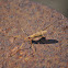 Large Crane Fly