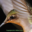 Ruby-throated hummingbird