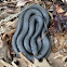 Black Racer