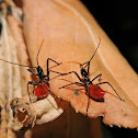Wheel bug (nymphs)