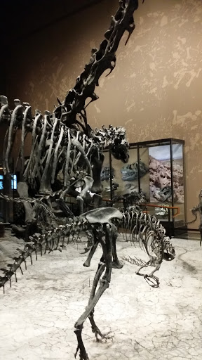 Dinosaur Exhibit, Museum Of Natural History 
