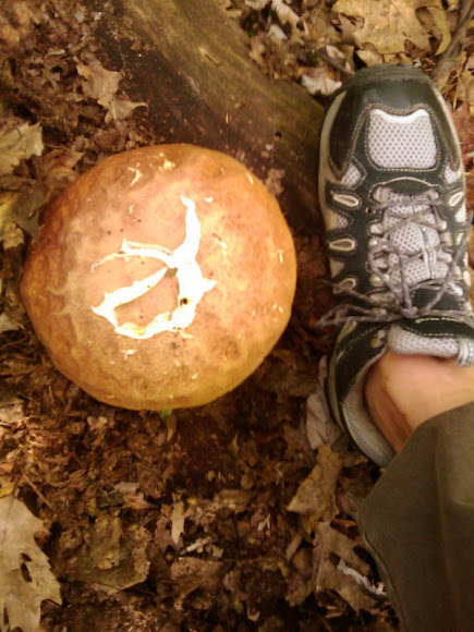 Spotting Image 1