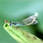 damselflies