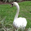 Swan