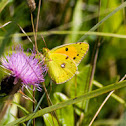 Clouded yellow