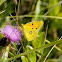 Clouded yellow