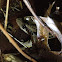 Pickerel frog