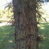 Spotting Image 1