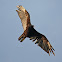 Turkey Vulture