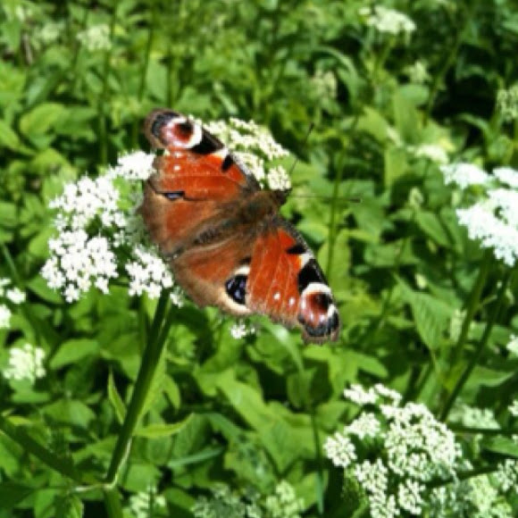 Spotting Image 1