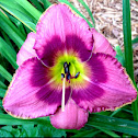 Daylily 'Bold Vision'