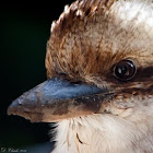 Kookaburra
