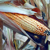 Dried Corn