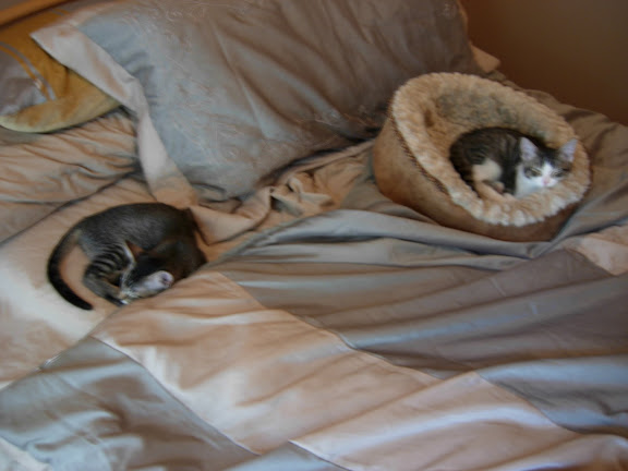New Kittens