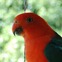 King Parrot