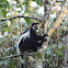 Mantled Guereza
