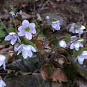 Roundlobed hepatica
