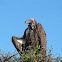 Lappet faced vulture