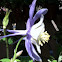 Colorado Columbine