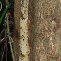 Giant Leaf-tail Gecko