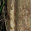 Giant Leaf-tail Gecko
