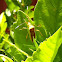 Fruit-spotting Bug