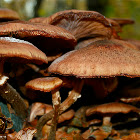 Honey mushroom
