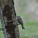 Chipping Sparrow