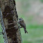 Chipping Sparrow