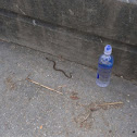 Marsh Brownsnake