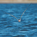 Black Skimmer