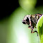 robberfly