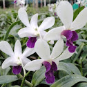 orchid