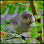 Bushtit
