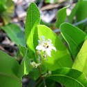 Gopher Apple, flowers