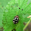Chrysomelid beetle