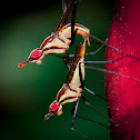 Banana Stalk Fly
